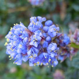 ceanothus